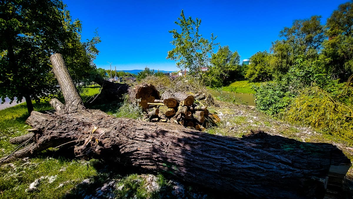 video foto se taie sălciile de pe malul cibinului - primăria: ”doar pe cele bătrâne și bolnave”