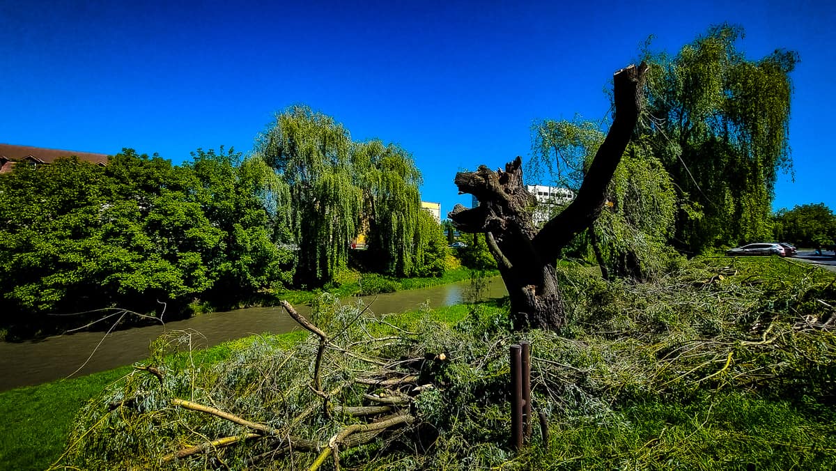 video foto se taie sălciile de pe malul cibinului - primăria: ”doar pe cele bătrâne și bolnave”