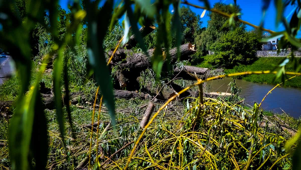 video foto se taie sălciile de pe malul cibinului - primăria: ”doar pe cele bătrâne și bolnave”