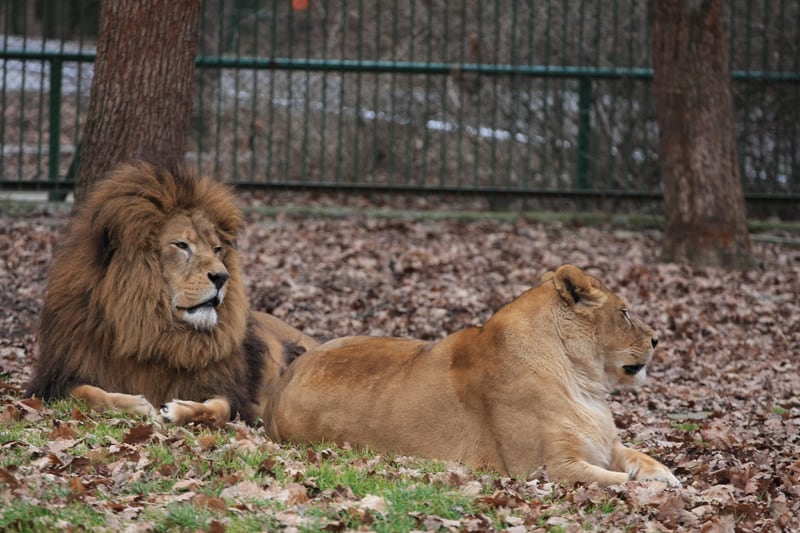 panică la grădina zoologică din mureș - vizitatorii au fost evacuați de urgență