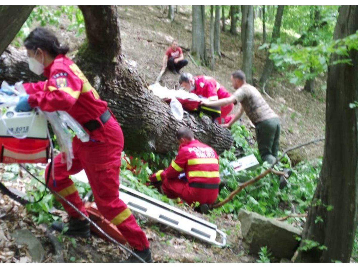 FOTO Bărbat din Jina mort după ce a căzut un copac peste el