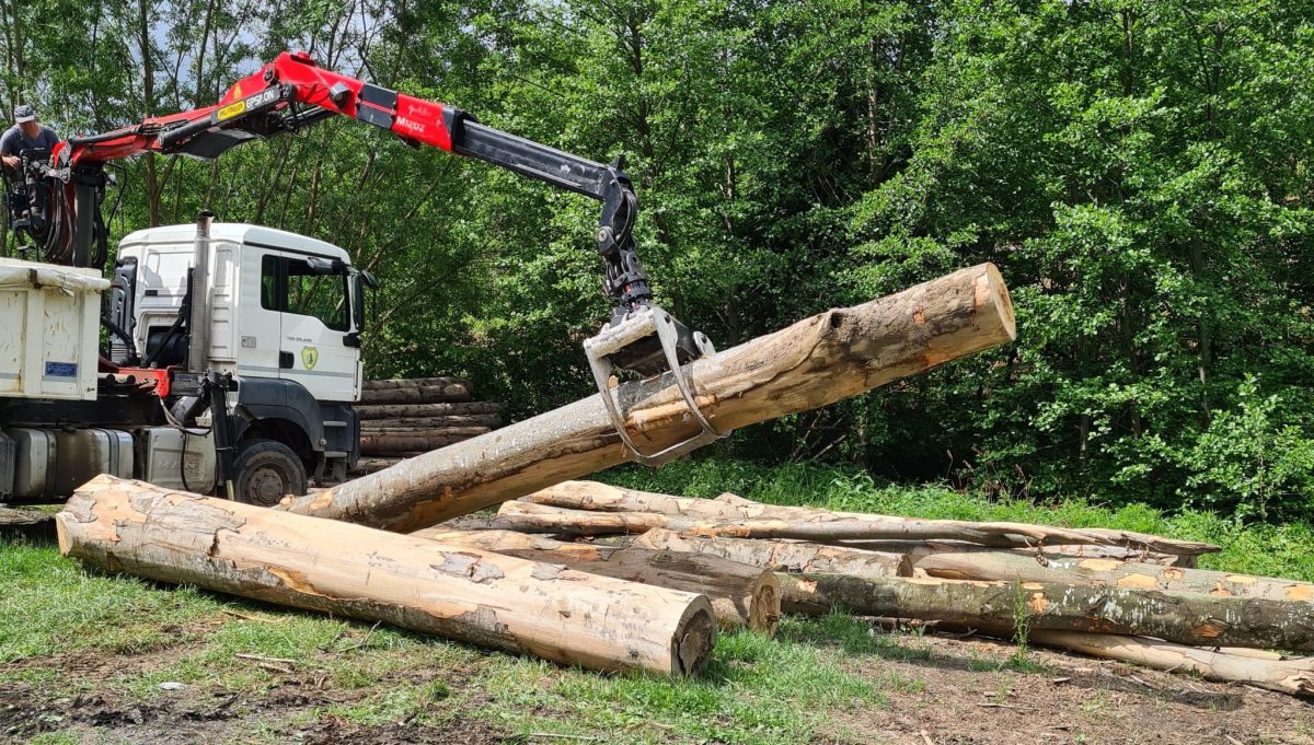 Percheziții la casele unor hoți de lemne din Racovița - Zeci de arbori tăiați și un prejudiciu de 32.000 lei