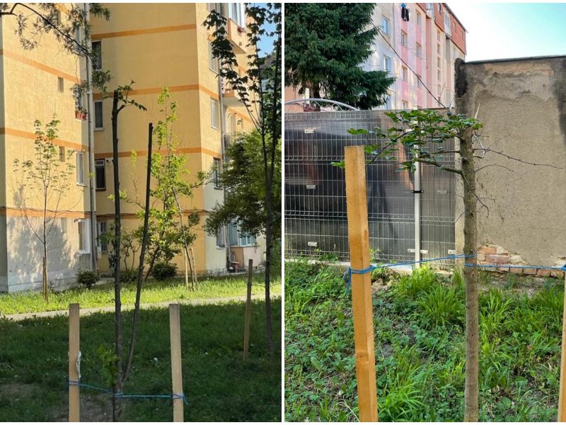 sibienii care toaletează arborii ornamentali din oraș riscă amenzi uriașe - primăria spune că oamenii au intervenit „brutal”