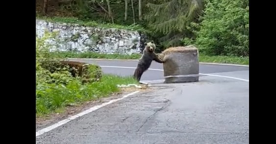 VIDEO Un urs a fost filmat când muta un balot de paie - Filmarea a devenit virală