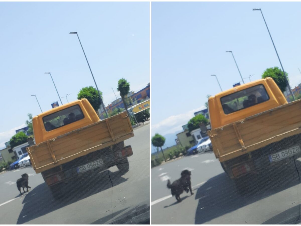 FOTO: Poliția Animalelor caută un individ care a abandonat un câine pe stradă la Sibiu - „Amenda ajunge la 12.000 lei”