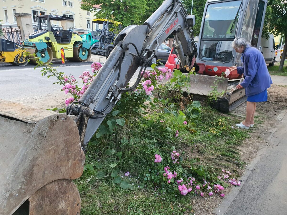 Imagini triste pe Calea Dumbrăvii - O sibiancă „și-a luat rămas bun de la trandafiri în fața excavatoarelor”