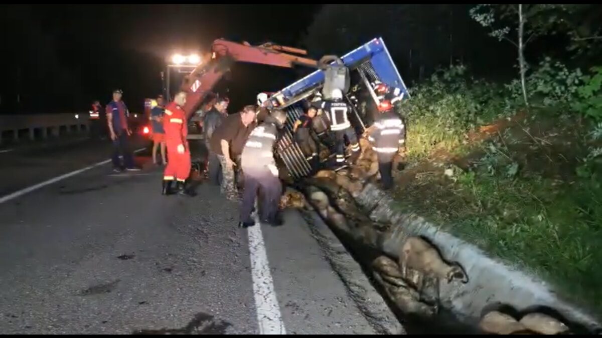 video un tir plin cu oi din sibiu, răsturnat în prahova - o sută de ovine au murit