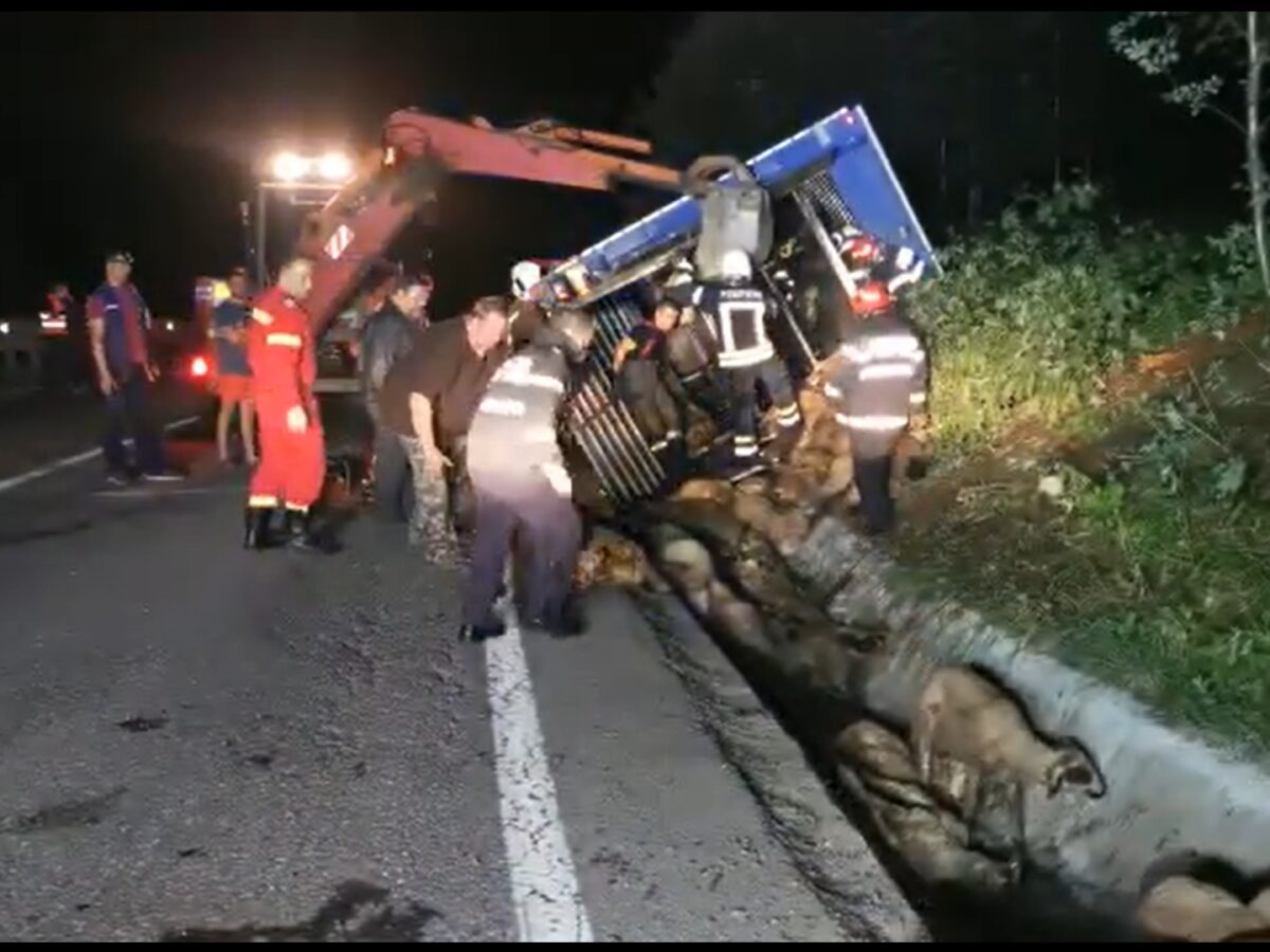 video un tir plin cu oi din sibiu, răsturnat în prahova - o sută de ovine au murit