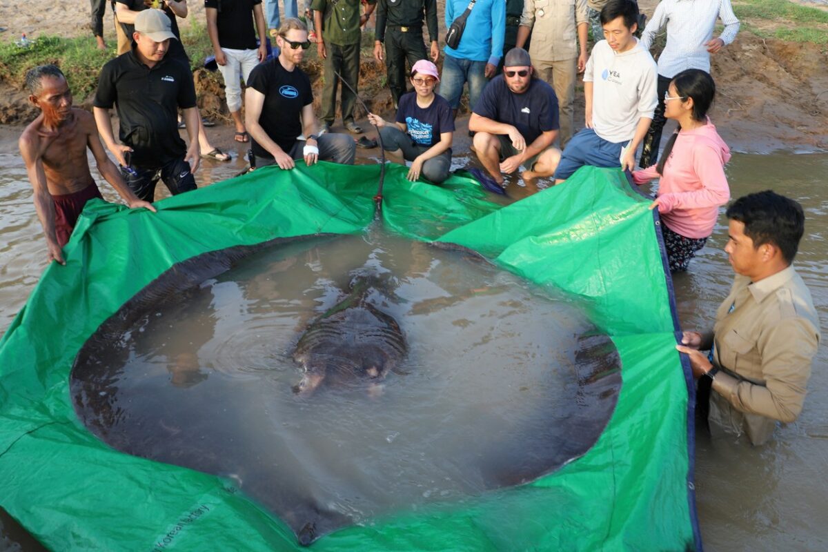 foto cel mai mare pește de apă dulce cântărește 300 de kilograme