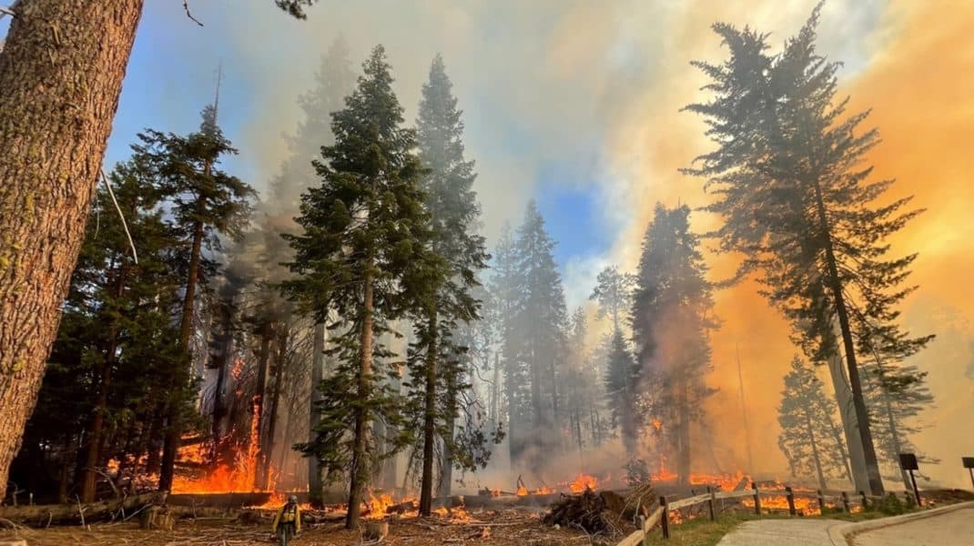 incendiu de vegetație în california - cei mai mari copaci din lume în pericol să fie mistuiți de flăcări