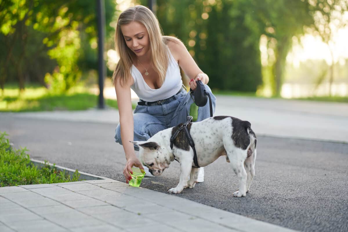 Căldura mare îi afectează și pe câini - Mulți ajung la cabinetele veterinare în șoc hipertermic