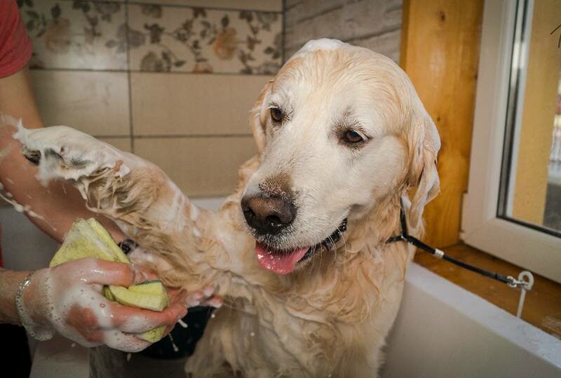 Sibienii iau cu asalt saloanele canine - „Vor coafuri perfect rotunde, să arate ca jucăriile de pluș”