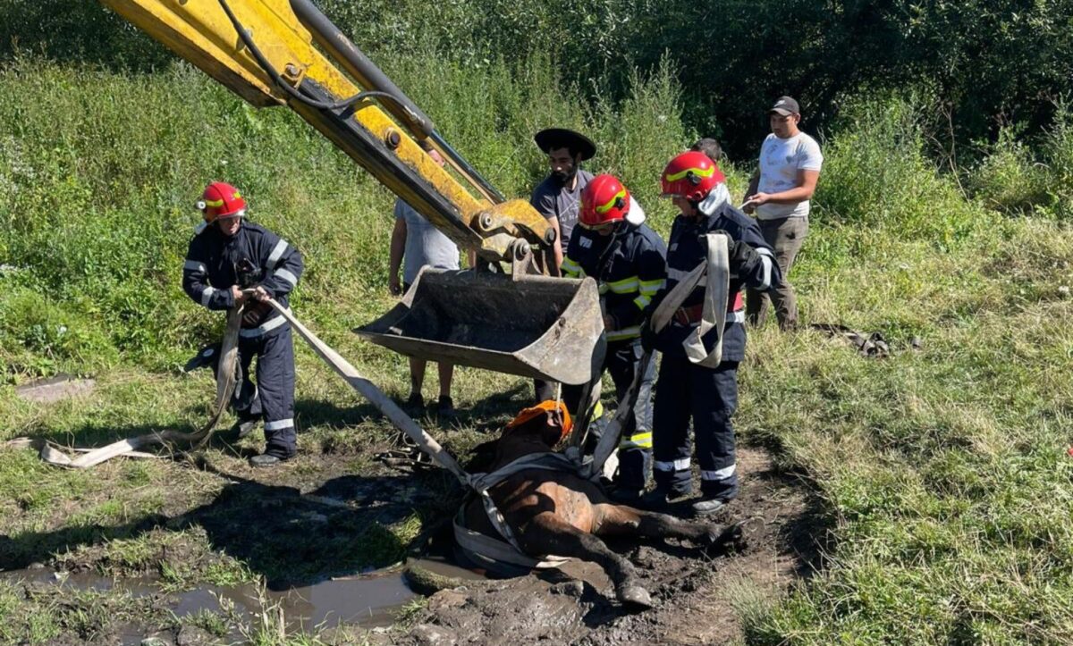 Cal căzut într-o fântână la Bârghiș - Pompierii au reușit să îl salveze