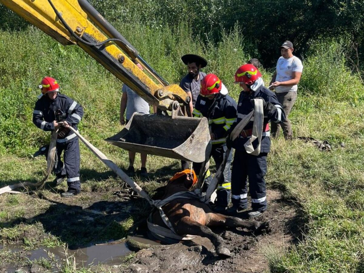 Cal căzut într-o fântână la Bârghiș - Pompierii au reușit să îl salveze