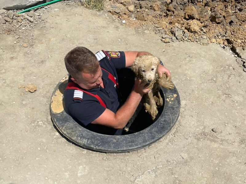 Câine căzut într-un canal în curtea spitalului din Agnita, salvat de pompierii sibieni