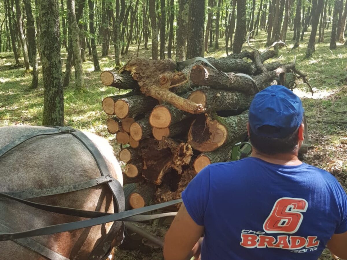 sibieni prinși de poliție când se întorceau de la furat de lemne din apoldu de sus