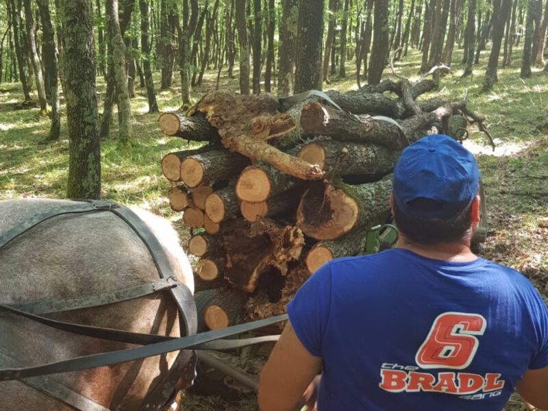 Sibieni prinși de poliție când se întorceau de la furat de lemne din Apoldu de Sus