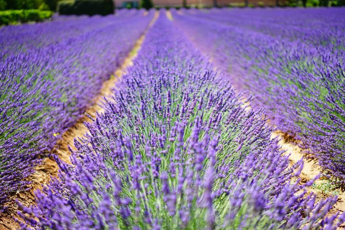 lavanda