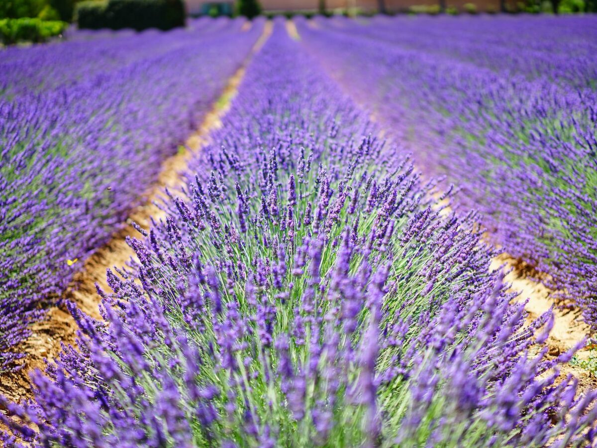 lavanda