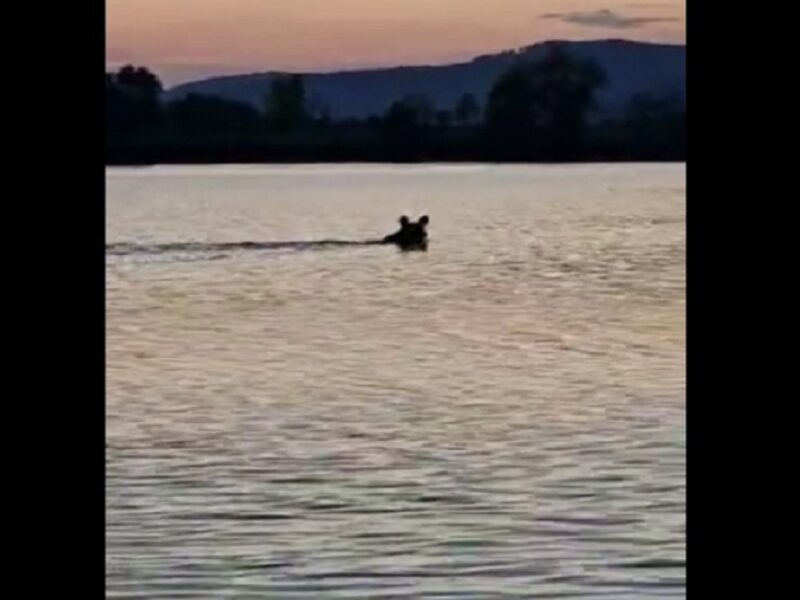 video un urs înoată în râul olt în zona porumbacu - un pescar a surprins imaginile