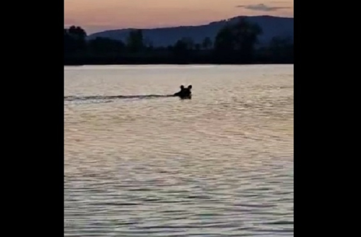 VIDEO Un urs înoată în râul Olt în zona Porumbacu - Un pescar a surprins imaginile