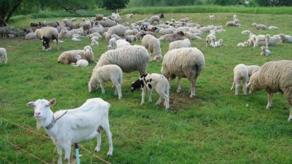 bani de la guvern pentru crescătorii de ovine și caprine - cererile pot fi depuse până la 31 decembrie