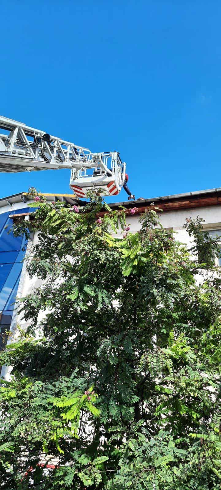 Foto - Vântul a făcut ravagii la Sibiu - Mai mulți copaci doborâți la pământ, iar unul a căzut pe o mașină