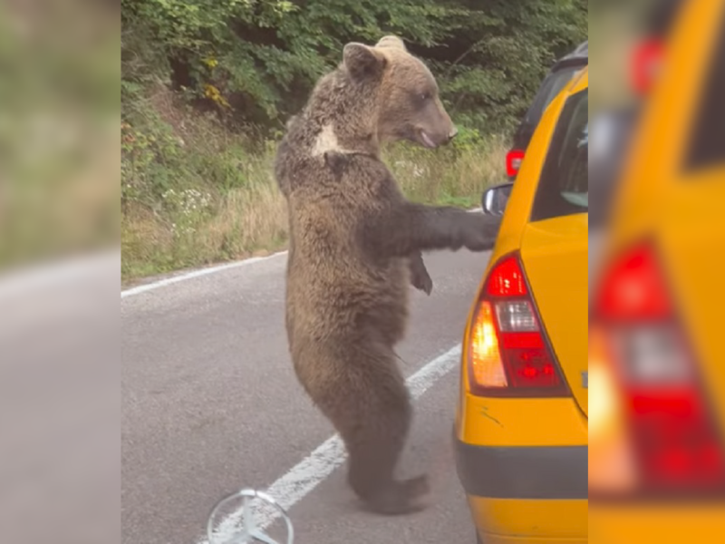 video urs hrănit de șoferi pe transfăgărășan - imaginile au devenit virale