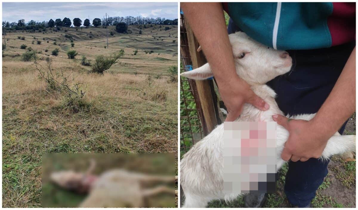 foto: masacru la o fermă de pe dealul gușteriței - zeci de animale ucise de urși