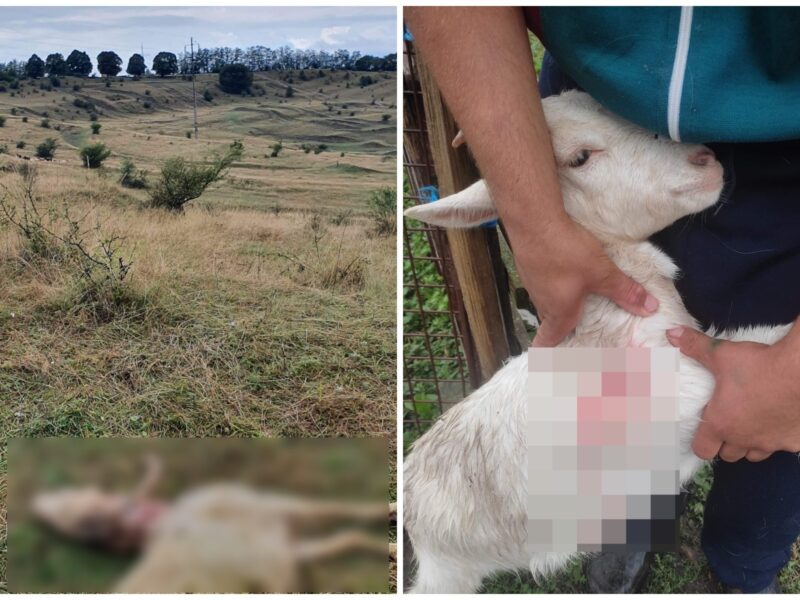 foto: masacru la o fermă de pe dealul gușteriței - zeci de animale ucise de urși