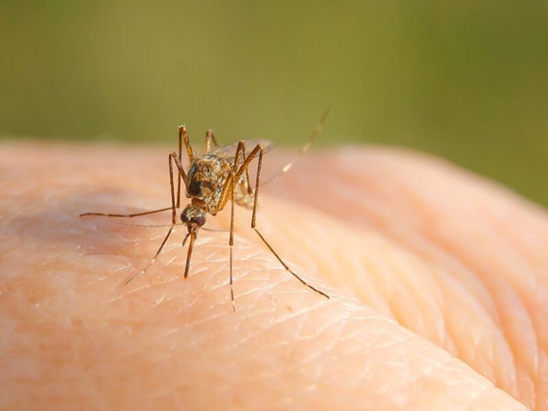 primul caz cu west nile. sibianca muşcată de ţântar este în stare gravă, la terapie intensivă