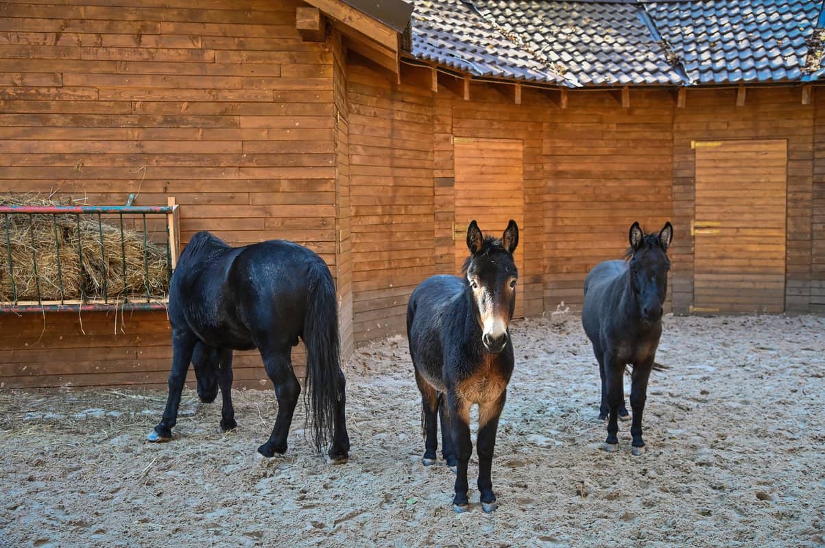 foto ferma animalelor, noua atracţie de la grădina zoologică din sibiu