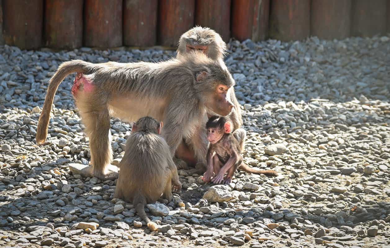 foto ferma animalelor, noua atracţie de la grădina zoologică din sibiu