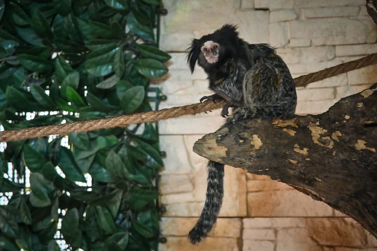 foto ferma animalelor, noua atracţie de la grădina zoologică din sibiu