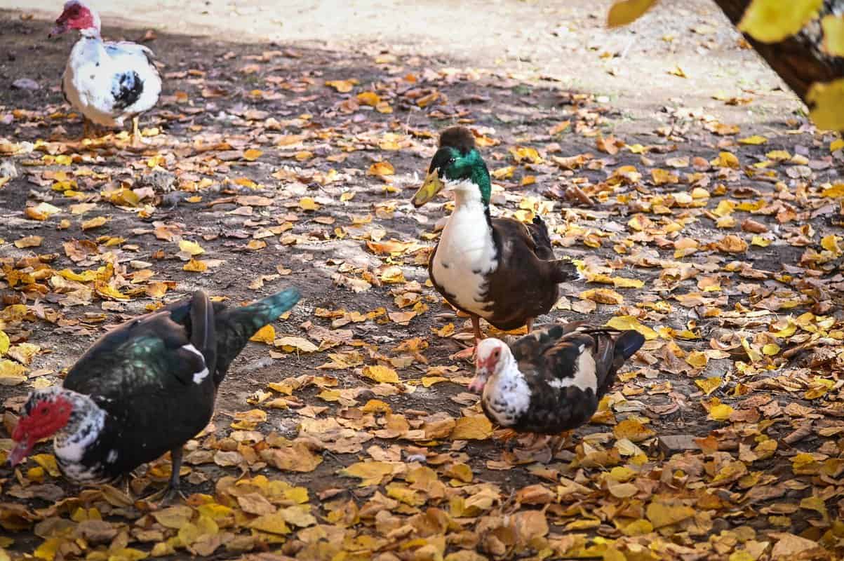 foto ferma animalelor, noua atracţie de la grădina zoologică din sibiu