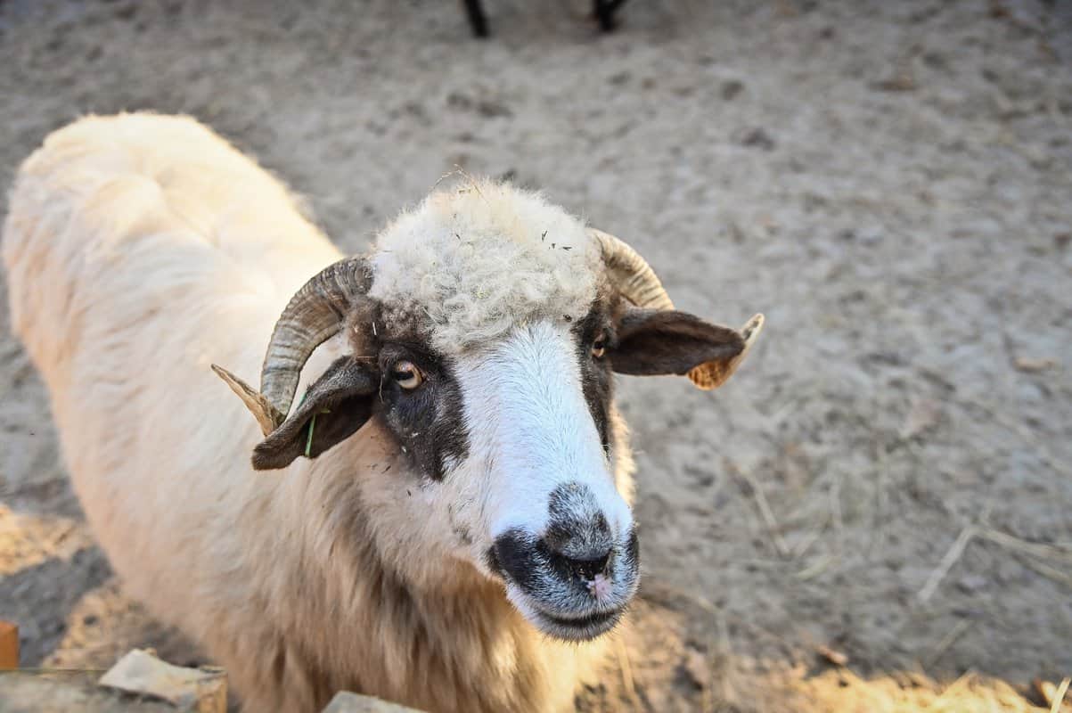 foto ferma animalelor, noua atracţie de la grădina zoologică din sibiu