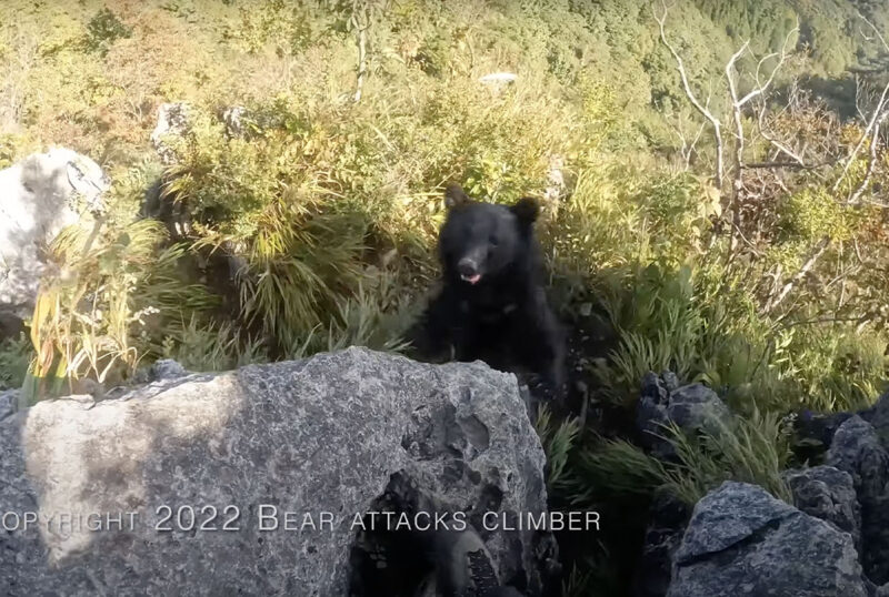 imagini virale - alpinist atacat de urs în timp ce escalada un munte - cum s-a apărat bărbatul