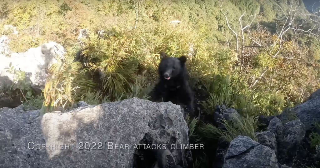 Imagini virale - Alpinist atacat de urs în timp ce escalada un munte - Cum s-a apărat bărbatul