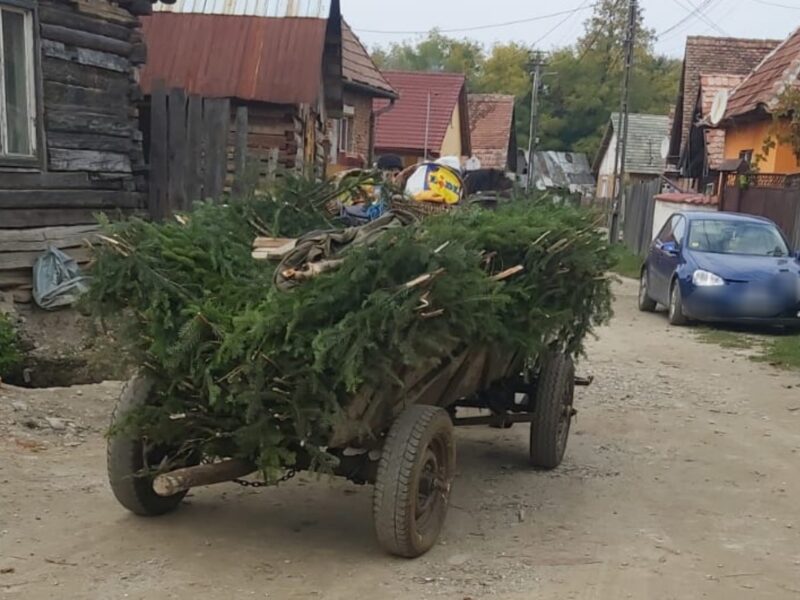 sibian amendat cu 2.000 lei - a fost prins că transporta cu căruță crengi de brad