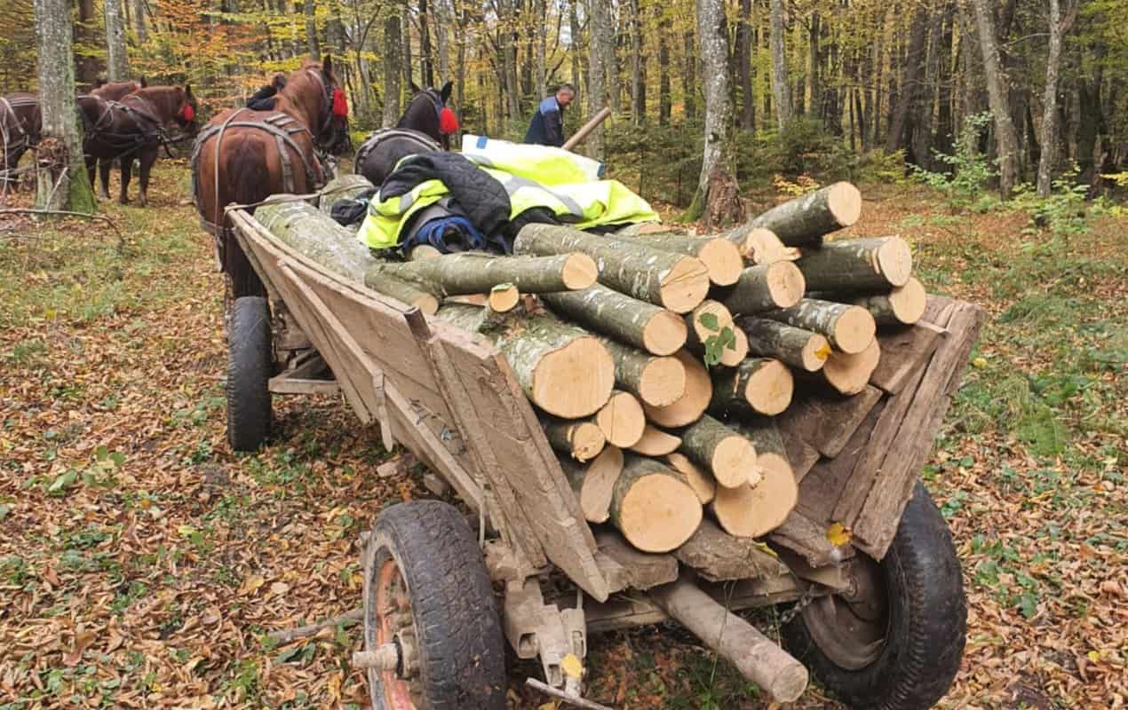 Furt de lemne la Mediaș și Porumbacu de Sus - Trei sibieni cercetați penal