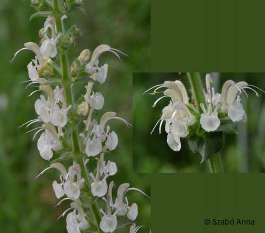 Specialiștii au descoperit o nouă specie de plantă în România