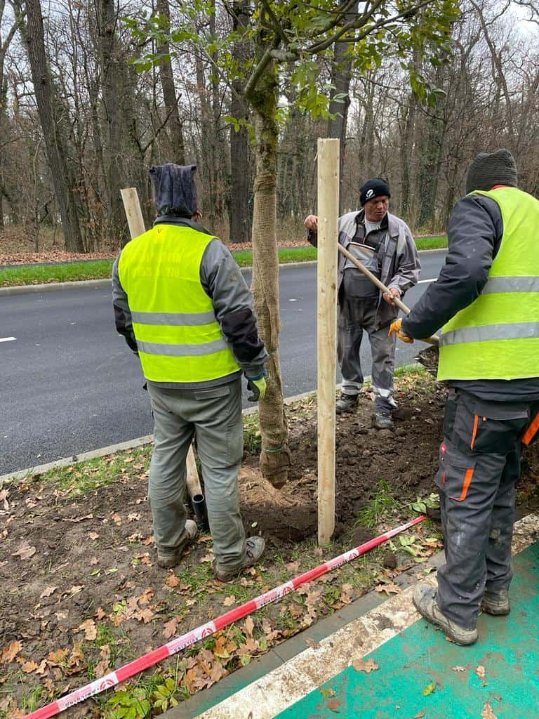 Peste 220 de arbori vor fi plantați pe Calea Dumbrăvii - Acțiunea va dura două săptămâni