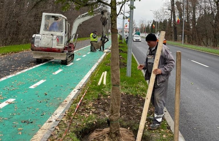 peste 220 de arbori vor fi plantați pe calea dumbrăvii - acțiunea va dura două săptămâni