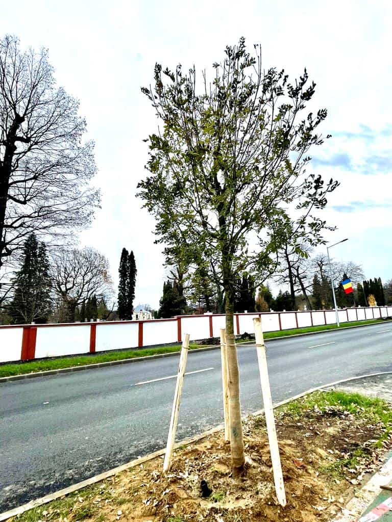 Peste 220 de arbori vor fi plantați pe Calea Dumbrăvii - Acțiunea va dura două săptămâni