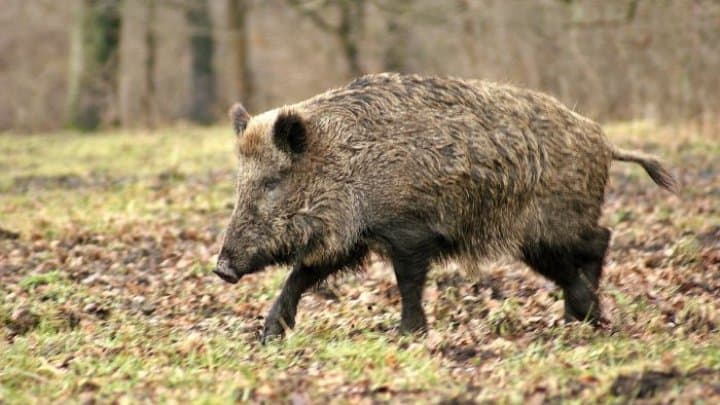 focar de pestă porcină în nouă localități din sibiu - a fost vânat un mistreț bolnav