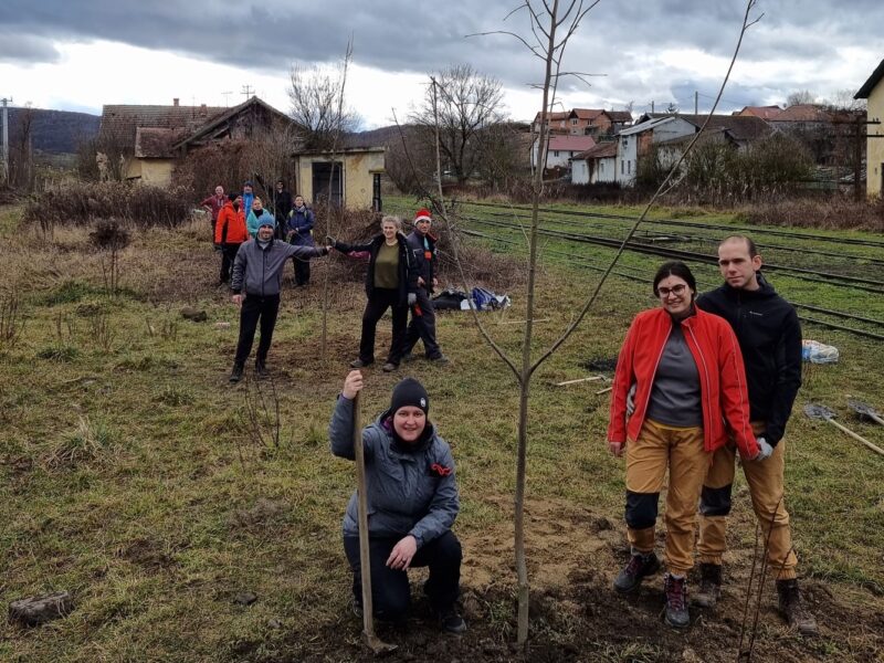 ”oaze” de umbră pentru călătorii mocăniței - tei și platani plantați în gările din hosman și cornățel