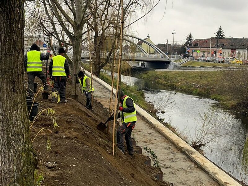 plantare masivă pe malurile cibinului - peste 1500 de arbori și arbuști au fost deja amplasați