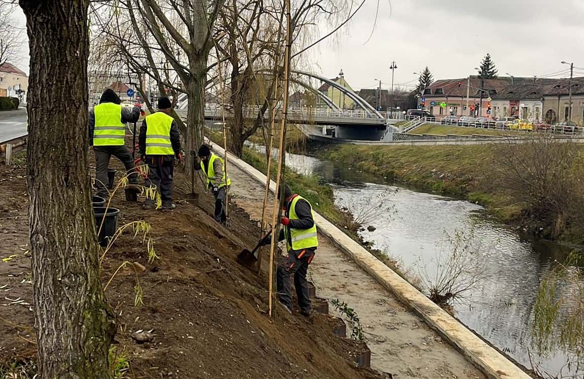 gerul a distrus pomii fructiferi la sibiu - sălciile plantate pe malul cibinului au scăpat