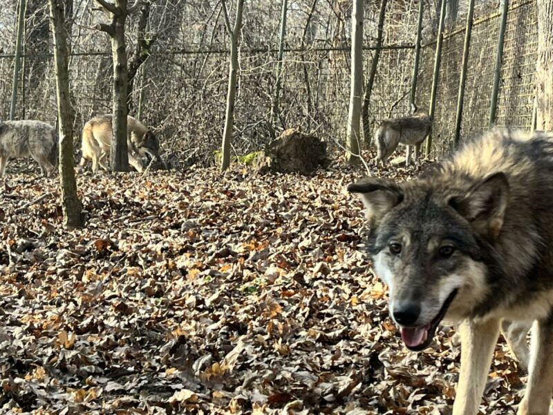 fetiță mușcată de un lup la zoo în sibiu. a băgat mâna prin gard