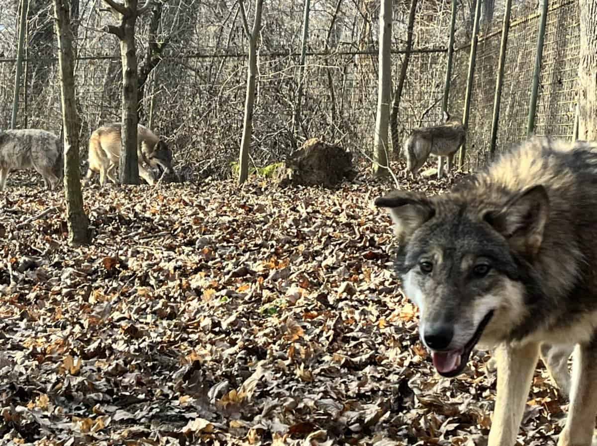 Atracții noi la Zoo Sibiu - Lupi aduși din Croația